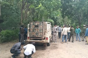 Buldhana, leopards, leopards caught Buldhana,