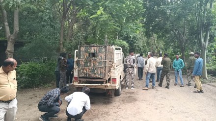 Buldhana, leopards, leopards caught Buldhana,