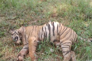 Death of a T-9 tiger, ​​Navegaon-Nagzira Sanctuary, tiger,