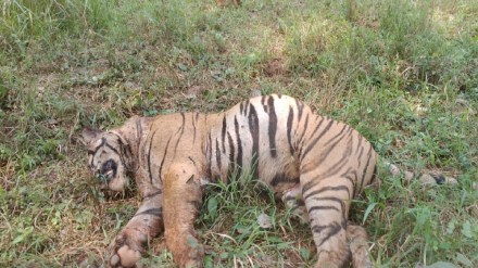 Death of a T-9 tiger, ​​Navegaon-Nagzira Sanctuary, tiger,