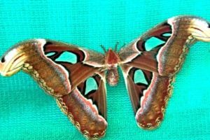 Atlas Moth found in Shirala