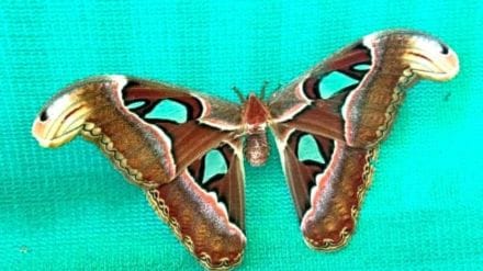 Atlas Moth found in Shirala