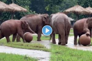 baby elephant trying to play football