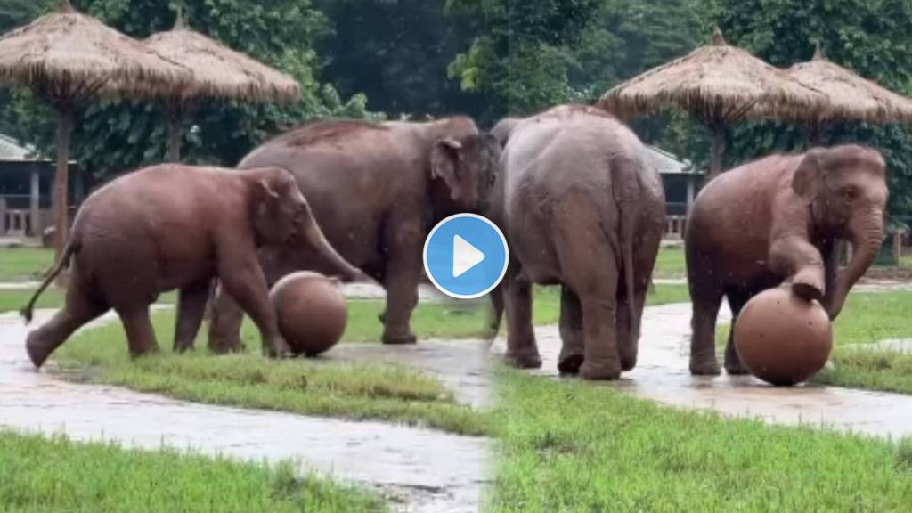 baby elephant trying to play football