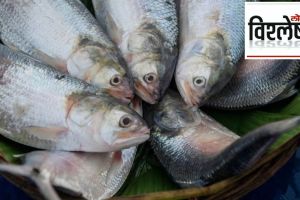 bangladesh ban hilsa export