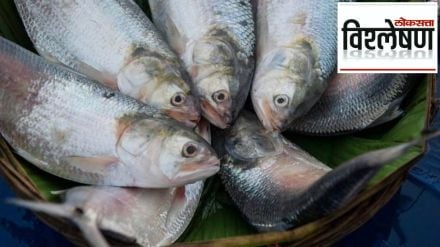 bangladesh ban hilsa export