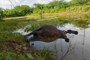 buffaloes dies due to lightning strike in dam