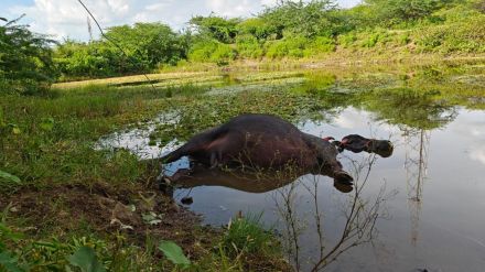 buffaloes dies due to lightning strike in dam