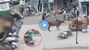 Bull attacked bike rider horrible accident video viral on social media