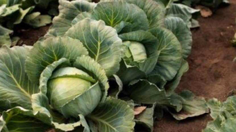 cabbage leaves around the painful areas of your feet or joints