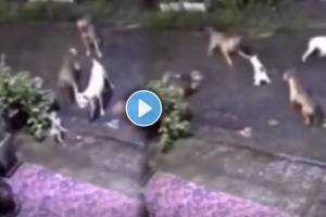 cat saves from pack of 4 dogs