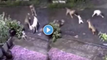 cat saves from pack of 4 dogs