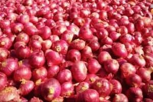 central government onion export duty marathi news