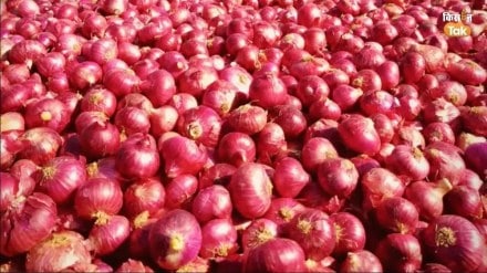 central government onion export duty marathi news