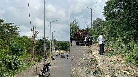 pune 40 trees cut