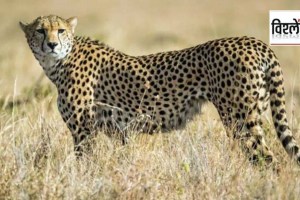 kenya cheetah india marathi news