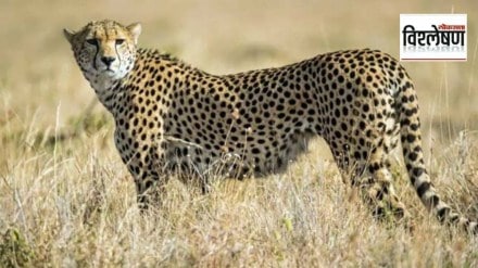 kenya cheetah india marathi news