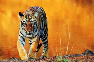 tadoba andhari tiger reserve marathi news