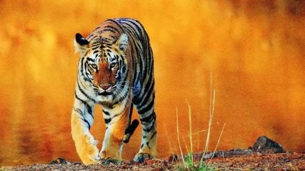 tadoba andhari tiger reserve marathi news