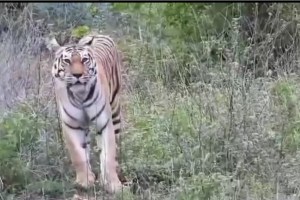 yavatmal tiger video marathi news