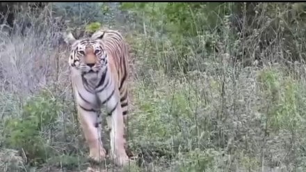 yavatmal tiger video marathi news