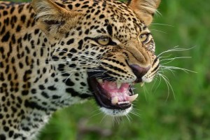 chandrapur three injured in leopard attack