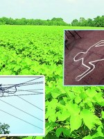 Chandrapur four farmers electrocuted to death marathi news