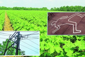 Chandrapur four farmers electrocuted to death marathi news