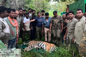 chandrapur Tiger