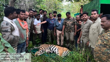 chandrapur Tiger