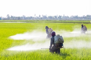 Spraying of pesticides with drones marathi news