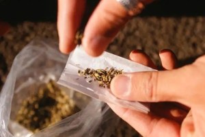 ganja seized in pune marathi news