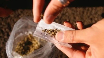 ganja seized in pune marathi news