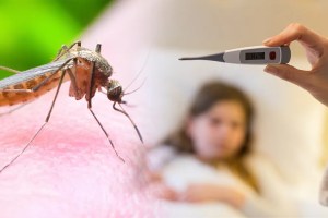 dengue malaria