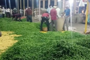 Rajura Chili market in Varud taluka night market in Vidarbha Amravati