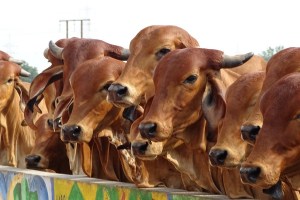 cattle sheds, Aare Colony, Milk Producers Association,