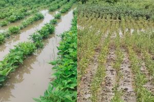 Heavy rains in Buldhana district cause severe damage to crops