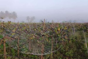 Various diseases on crops due to mixed climate