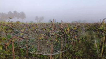 Various diseases on crops due to mixed climate