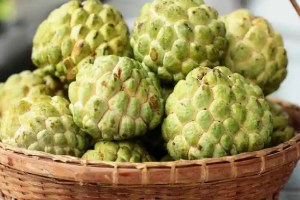 Due to heavy rains production of custard apple in Maharashtra has decreased by up to 30 percent Pune news