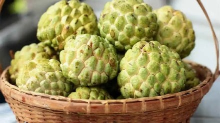 Due to heavy rains production of custard apple in Maharashtra has decreased by up to 30 percent Pune news