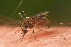 dengue-malaria in Bhayander number of patients quadrupled within a month