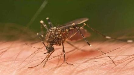 dengue-malaria in Bhayander number of patients quadrupled within a month