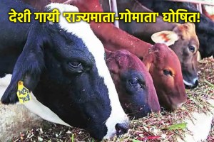 Maharashtra Declares Indigenous Cow As Rajmata-Gaumata in Cabinet Meeting