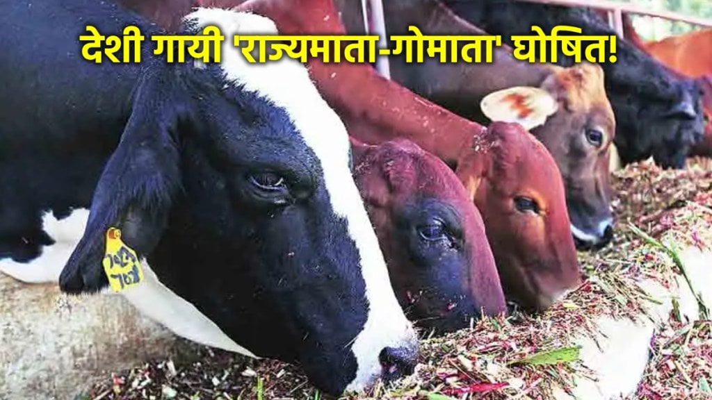 desi cow rajyamata gomata in maharashtra