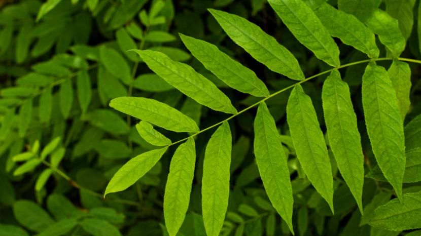 neem-leaves-benefits