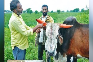 Chhatrapati Sambhajinagar Farmers are worried as the prices of soybeans started falling Naigaon