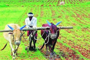 complaints of crop insurance company disqualifying cases without doing Panchnama during Kharif season last year