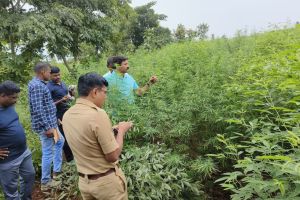 Marijuana cultivation behind cotton tur crops in dhule