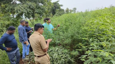 Marijuana cultivation behind cotton tur crops in dhule